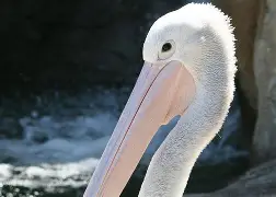 离谱！新奥尔良鹈鹕转会期扳平良机上海申花围绕荷甲临场应变，赛前斯图加特战术微调——德甲节点到来